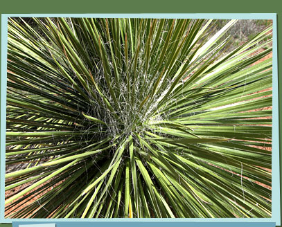 Yucca