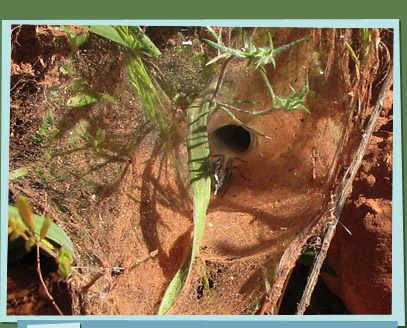 Funnel-web spider