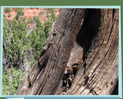 Lizard on tree