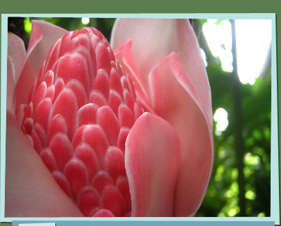 Torch Ginger plant