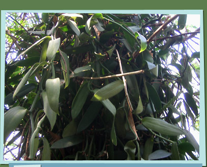 Vanilla plant growing