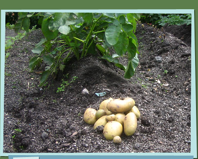 Freshly dug potatoes