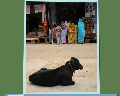 A cow sitting by the road