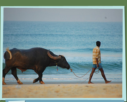 Man walking ox on beach
