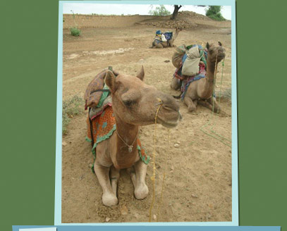 A camel pulling a cart