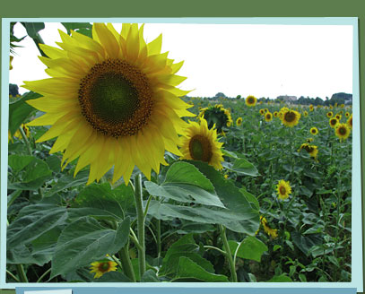 A field of sunflowers.