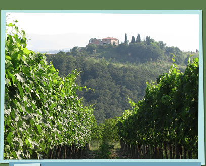 A field with rows of vines and a small house on a hill.