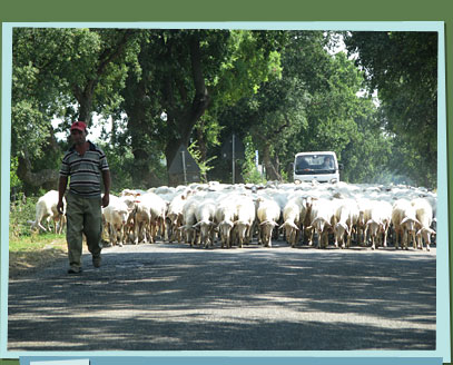 A man and a herd of sheep on a country road.