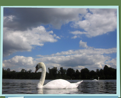 Swan swimming