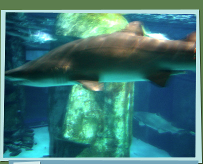 Inside the London Aquarium