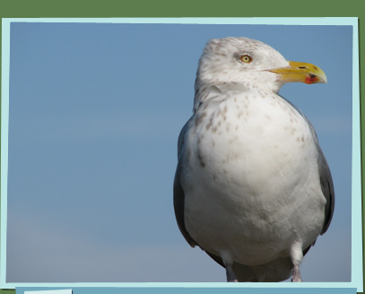 A seagull