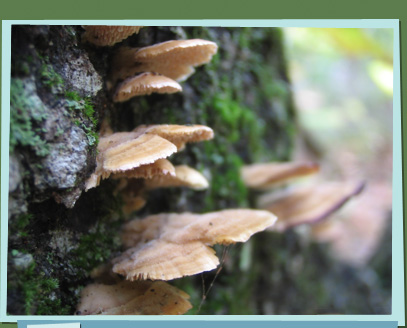 Fungi growing on a tree