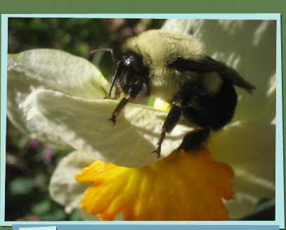 Closeup of a bee on a flower