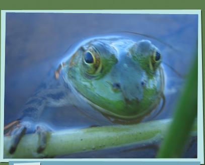 Frog's head peeking out of the water