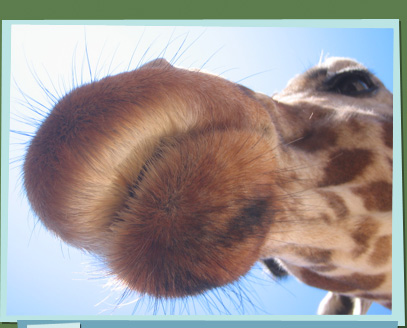 Closeup of a giraffe's mouth
