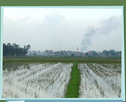 Rice paddies