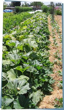 Rows of leafy veggies growing on a farm.