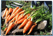 Harvested carrots in the garden