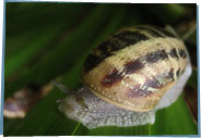 Snail on a leaf